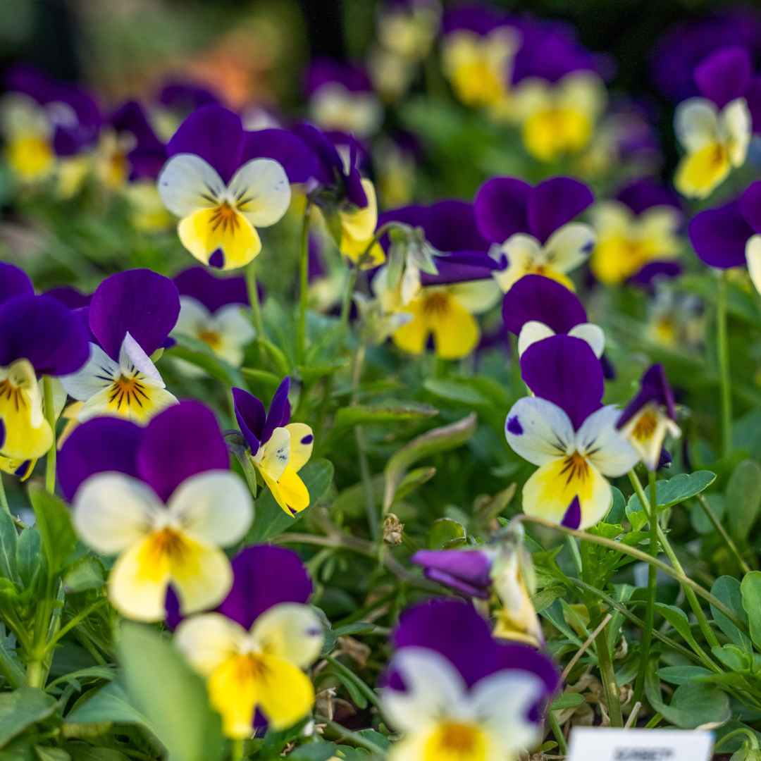 Pansies