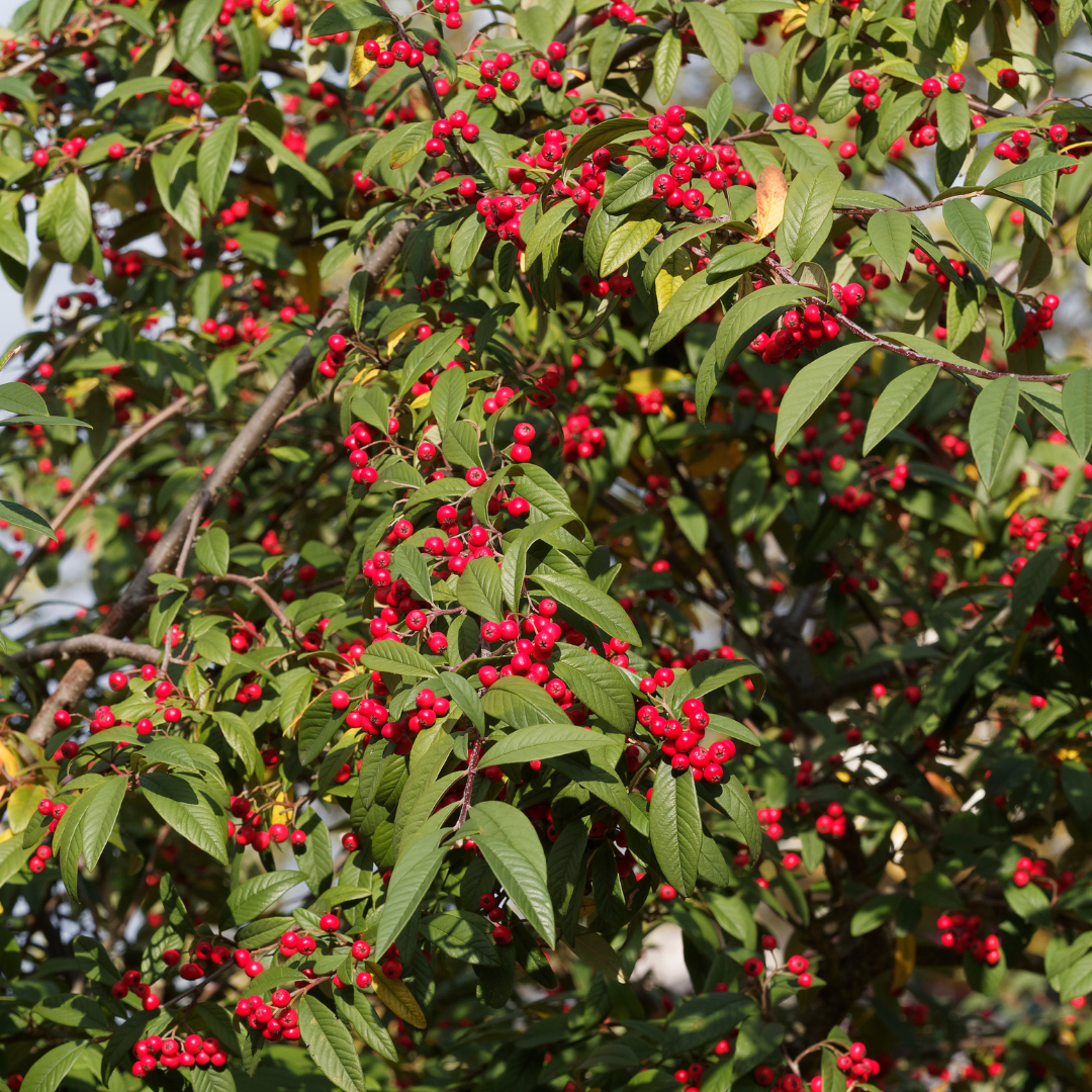 Parney Cotoneaster