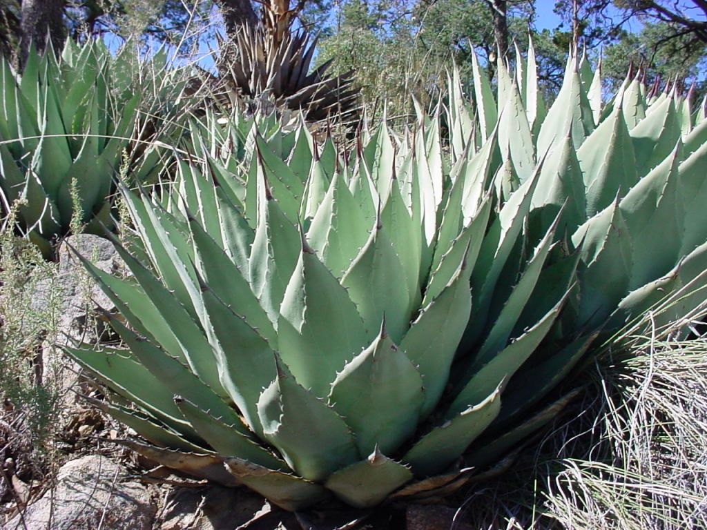 Parry's Agave