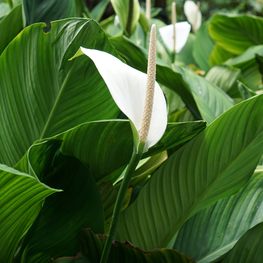 Peace Lily