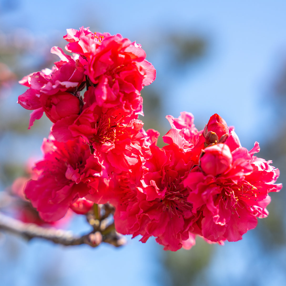 Red Baron Peach