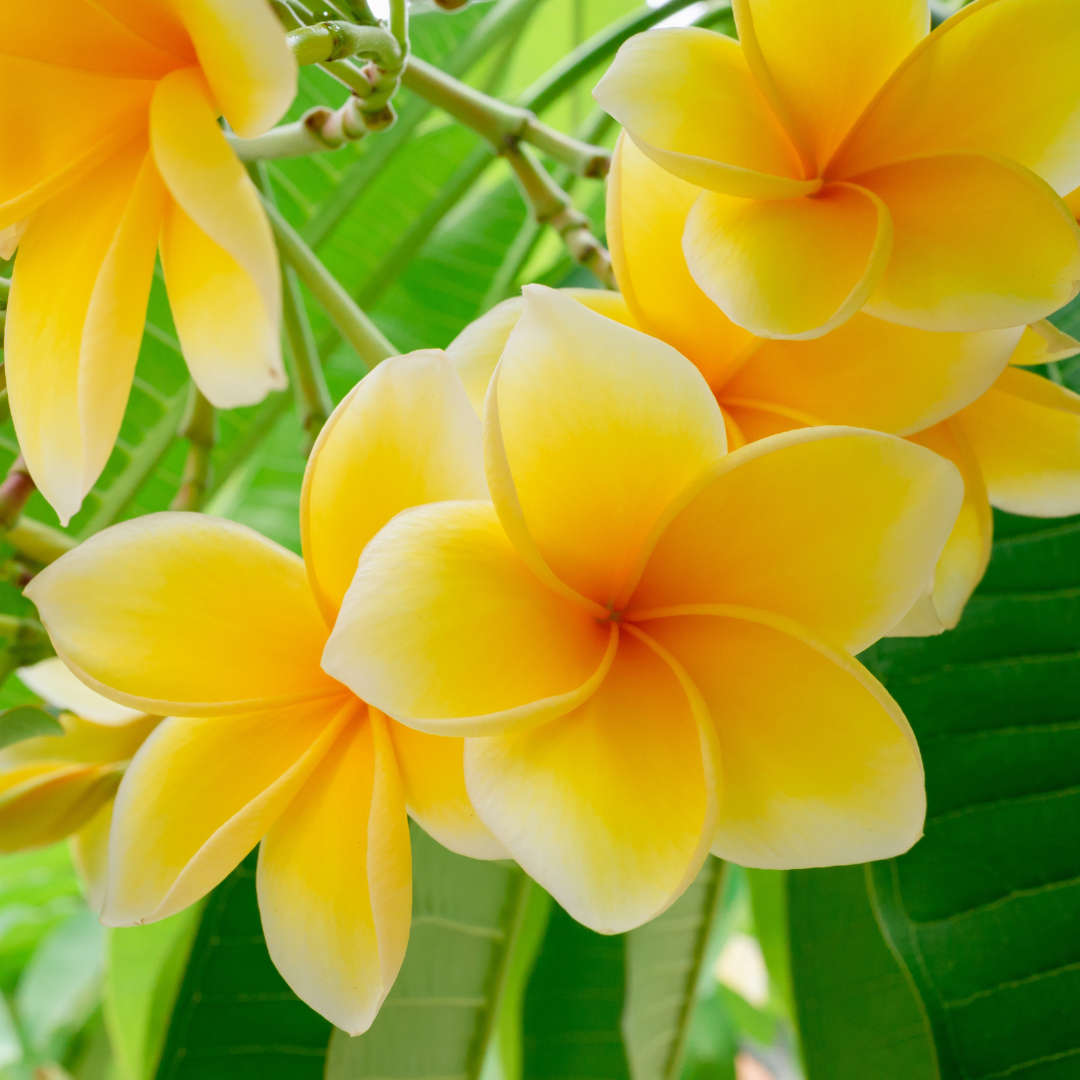 Plumeria 'Peach Scented Yellow'