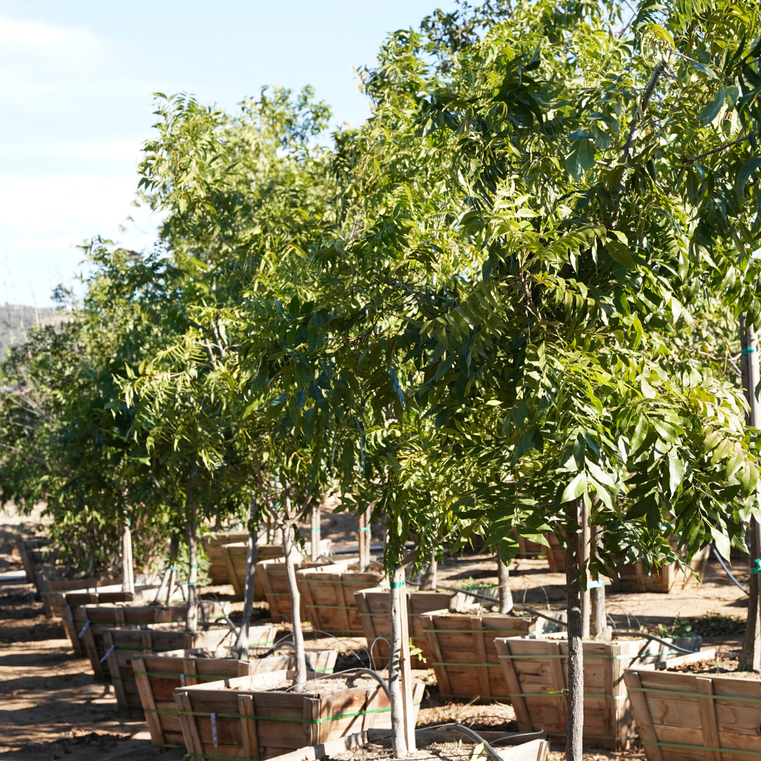 Pecan Tree