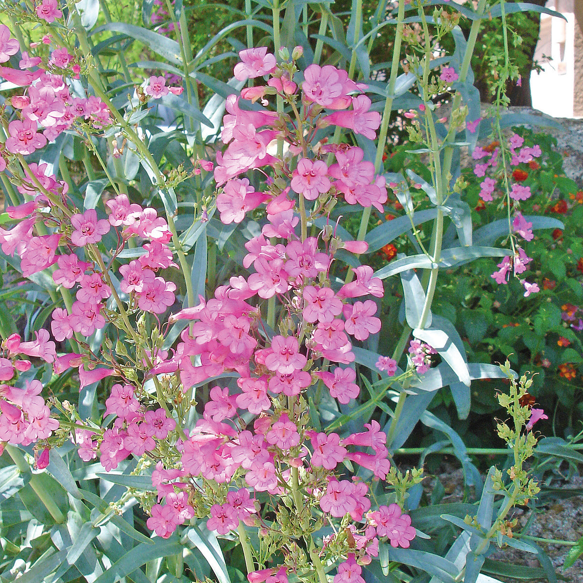 Penstemon