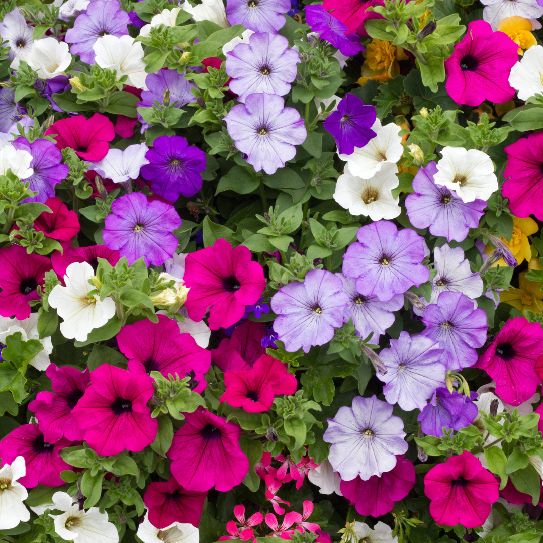 Petunias