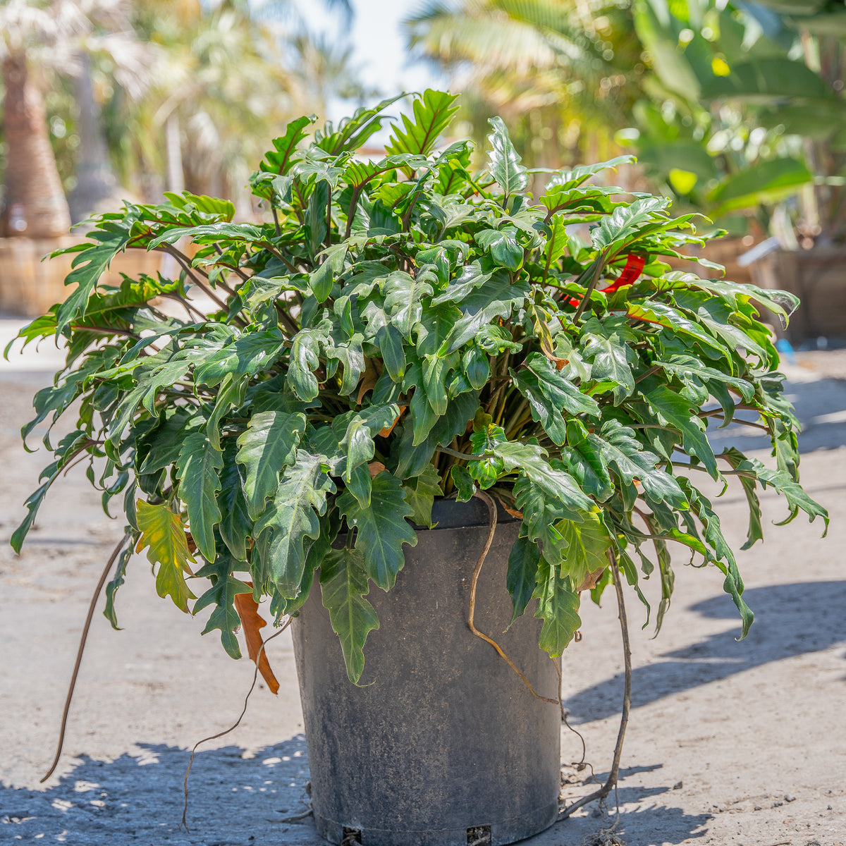 Xanadu Philodendron