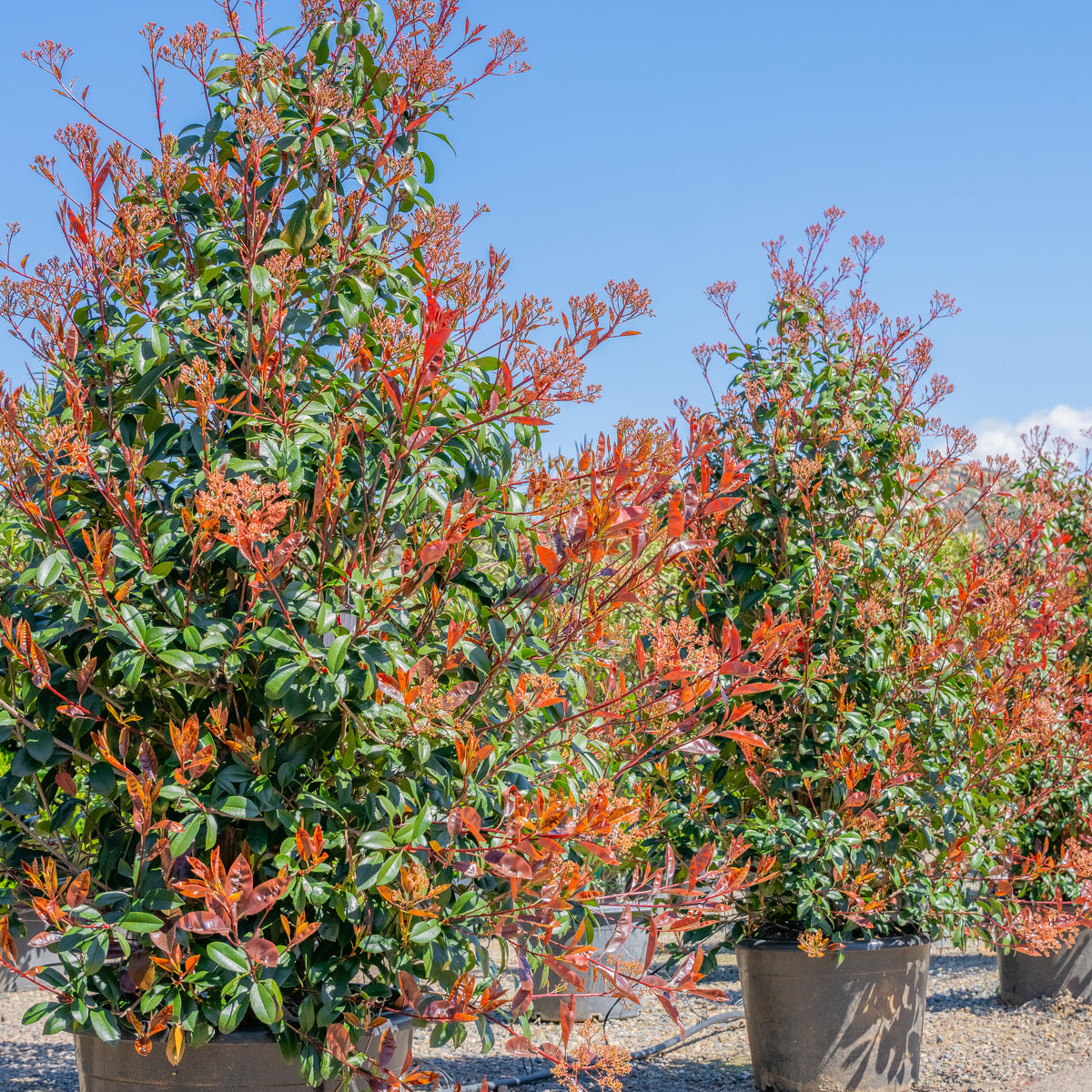 Red-Tip Photinia
