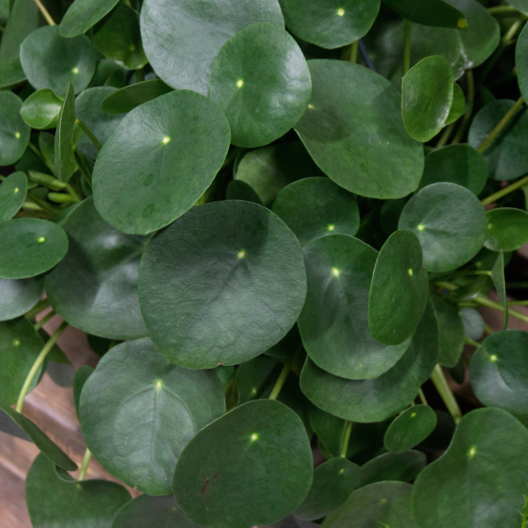 Pilea