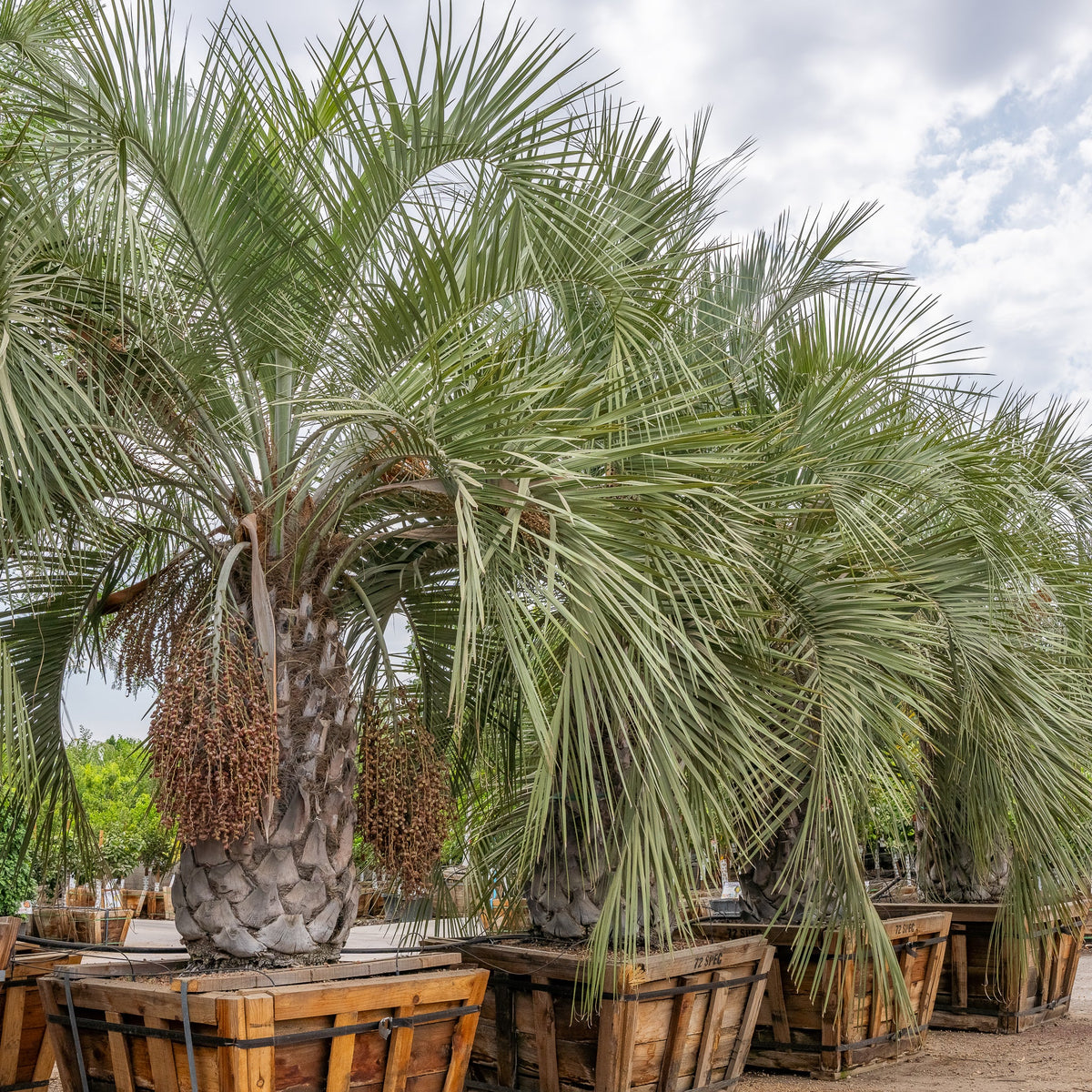 Pindo Palm