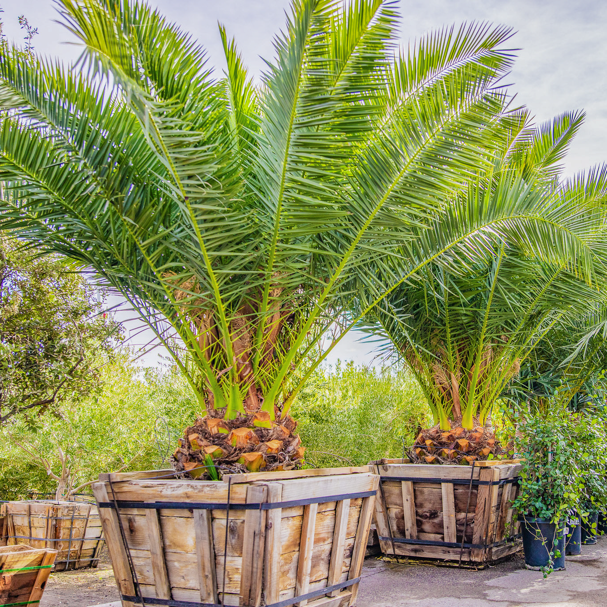 Canary Island Date Palm (Pineapple Palm)