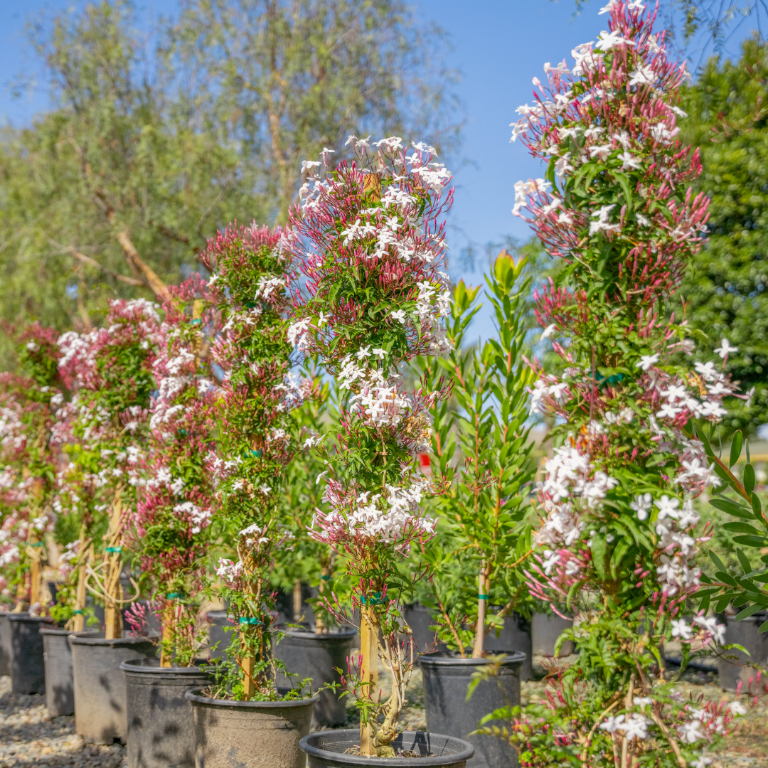 Pink Jasmine