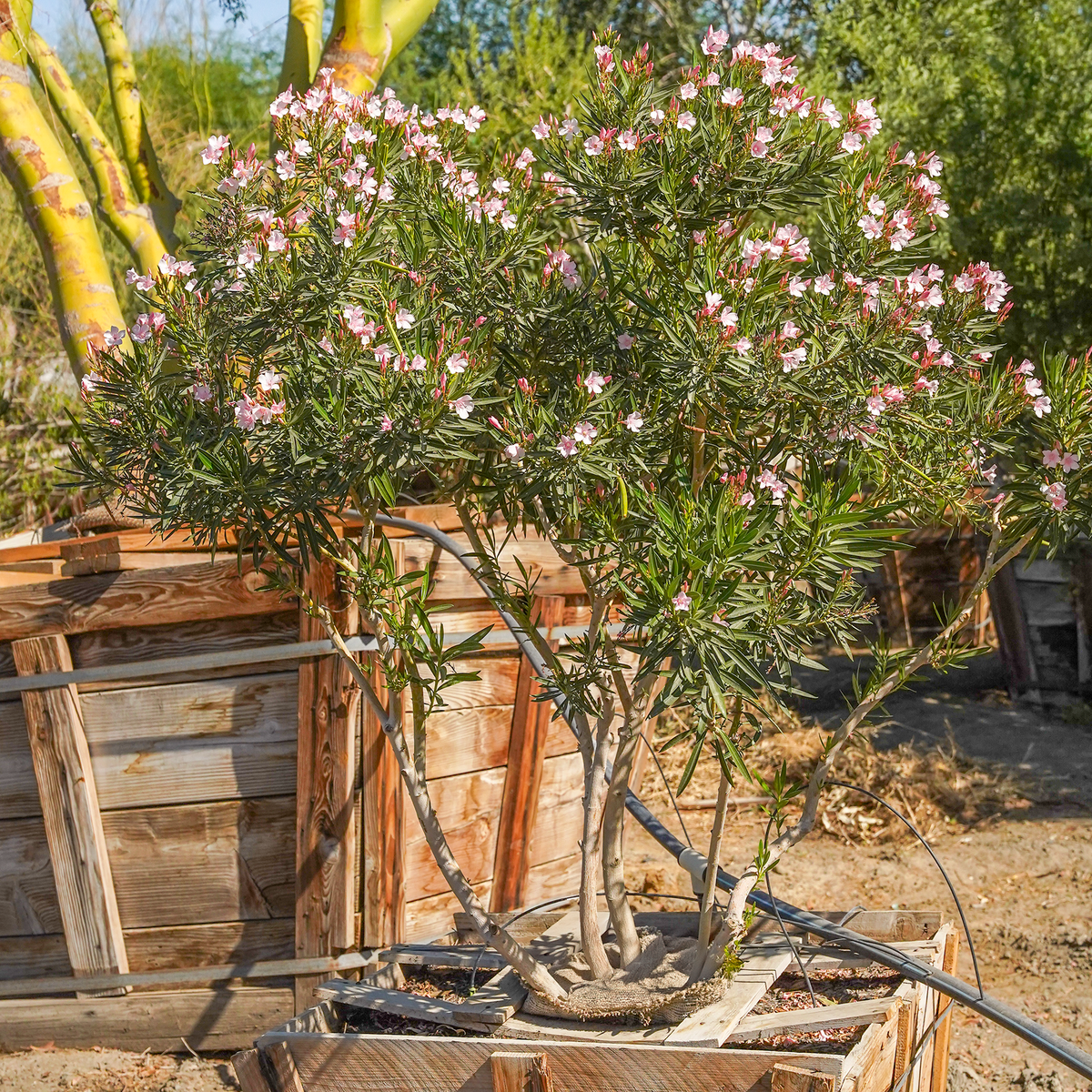 Dwarf Oleander Pink