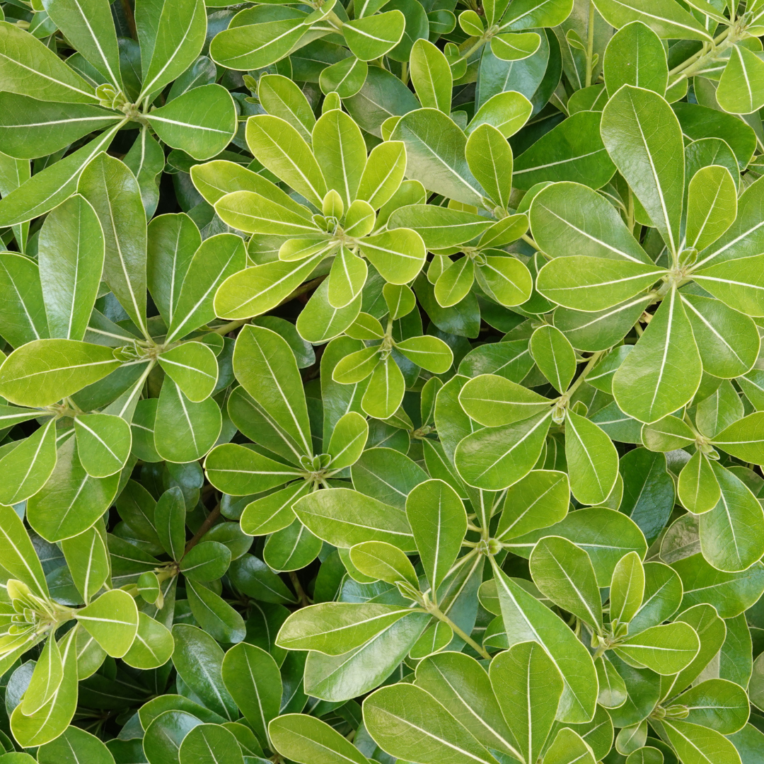 Pittosporum