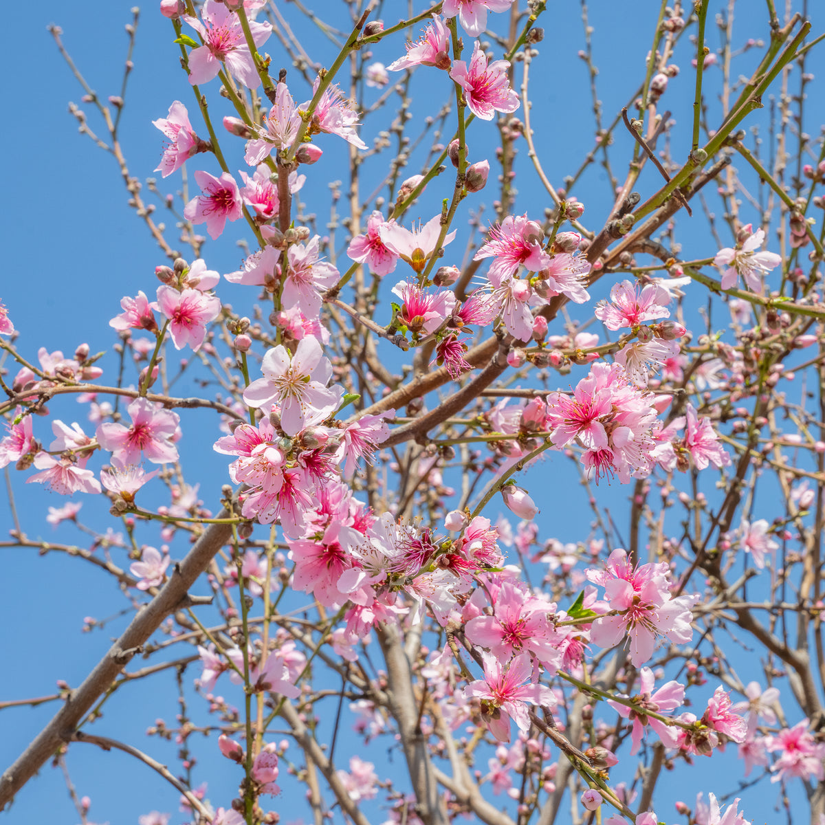 Santa Rosa Plum