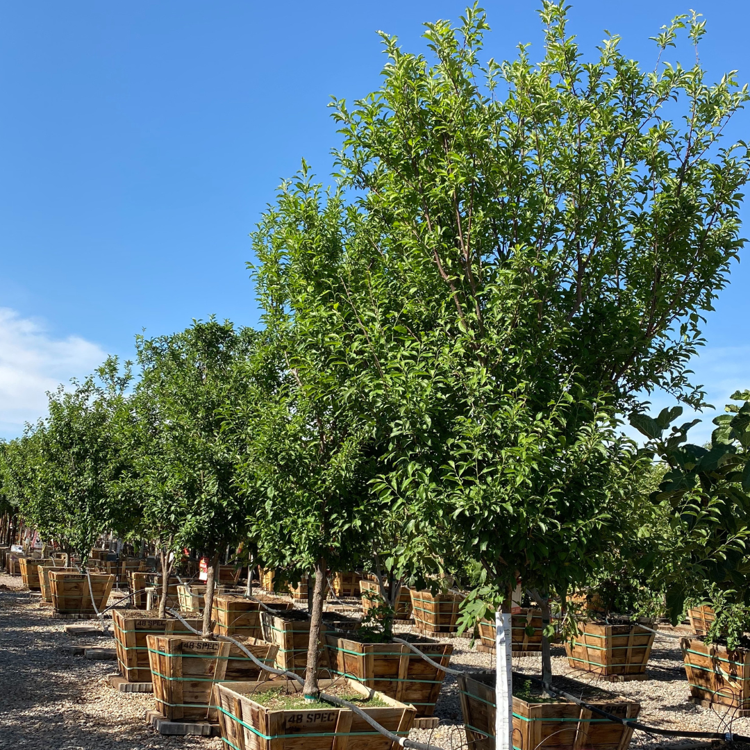 Plum 'Cocktail' Tree