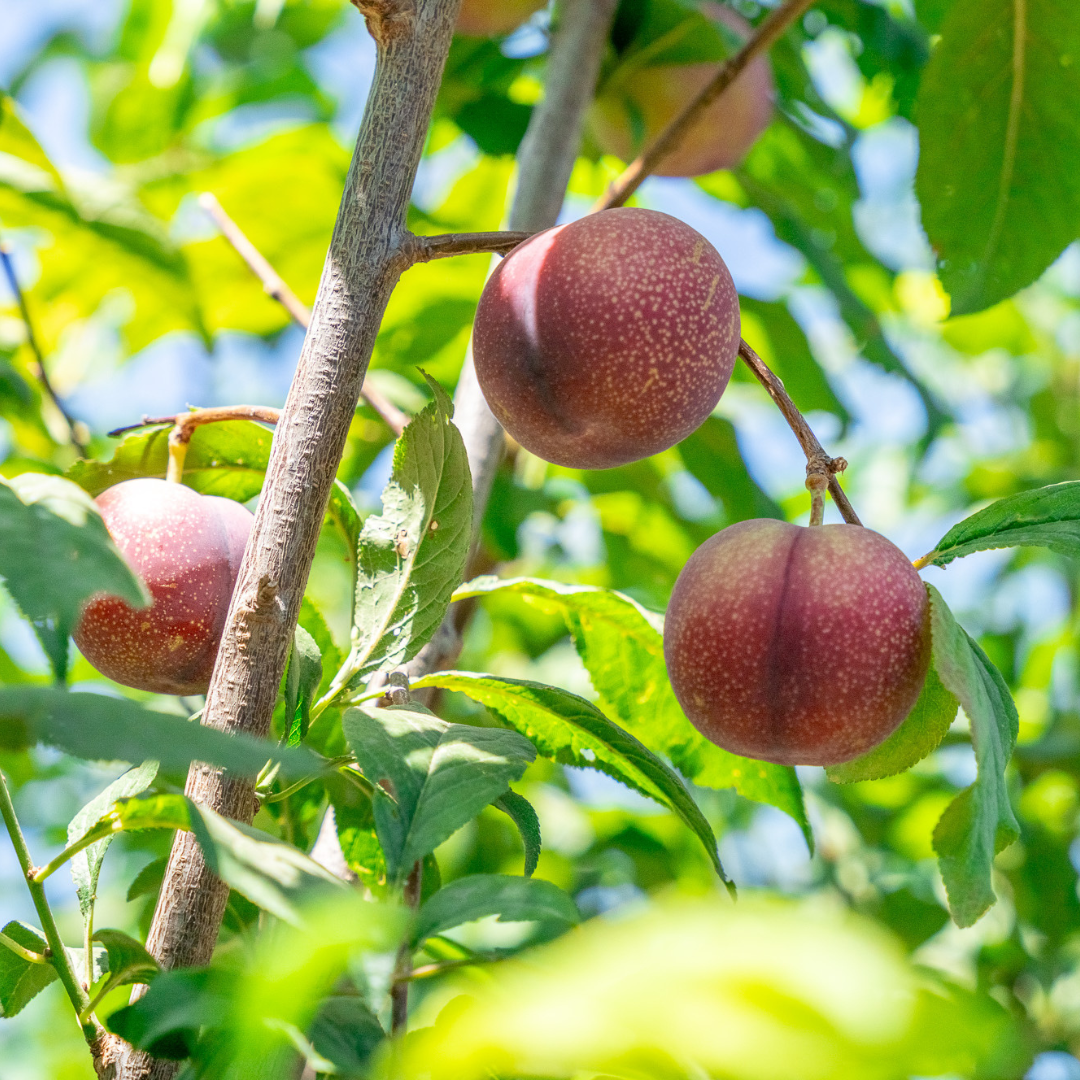 Plum