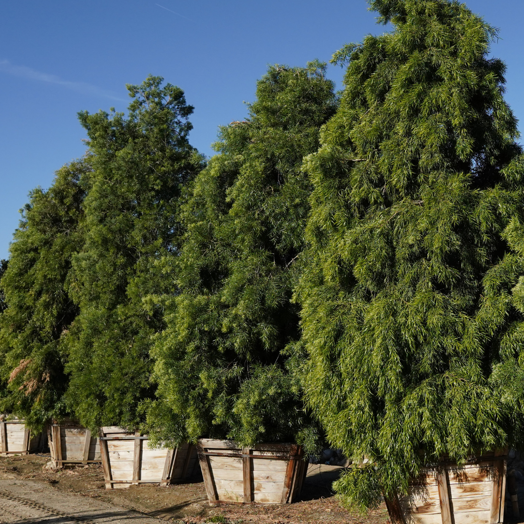 Podocarpus