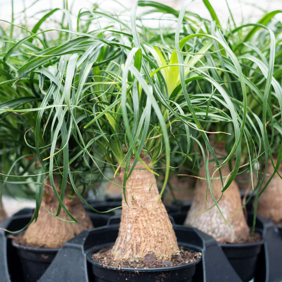 Ponytail Palm