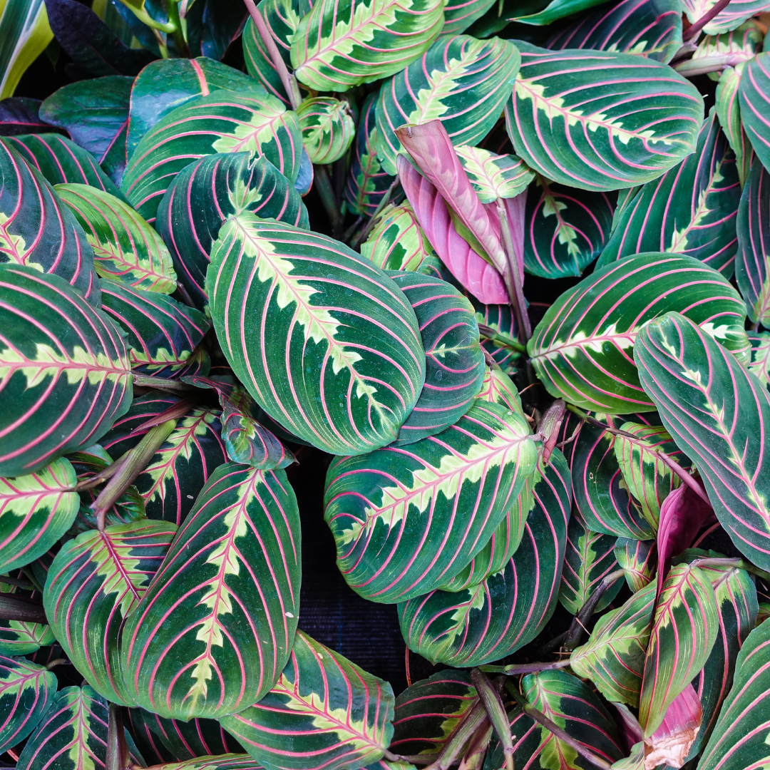 Prayer Plant