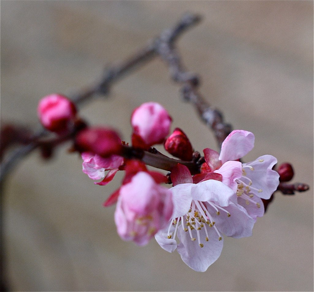 Moorpark Apricot