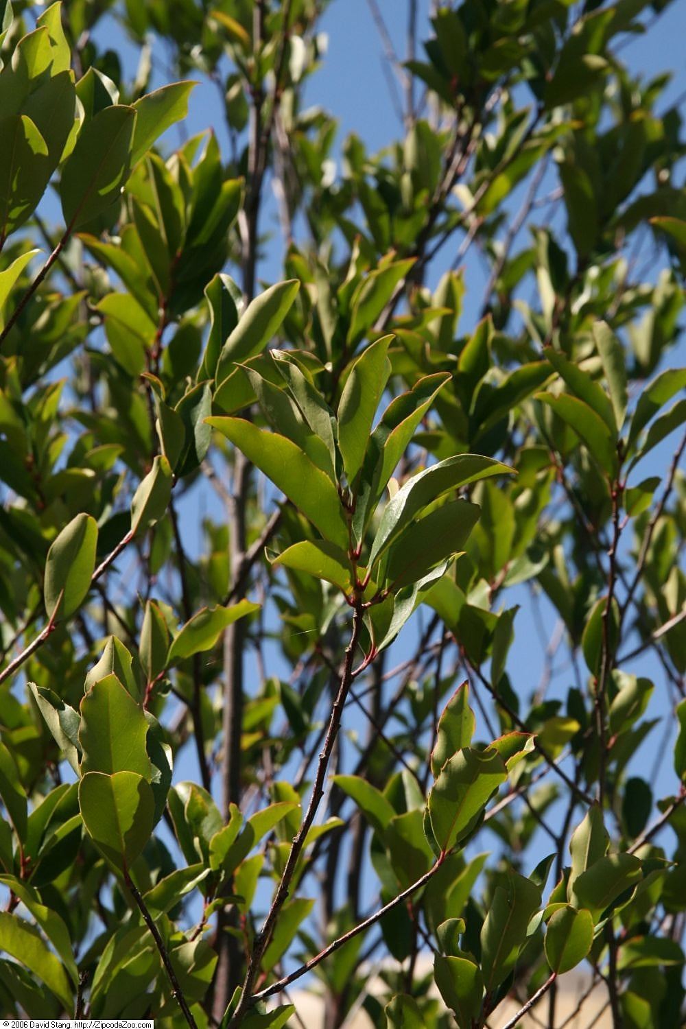 Cherry Laurel Varieties