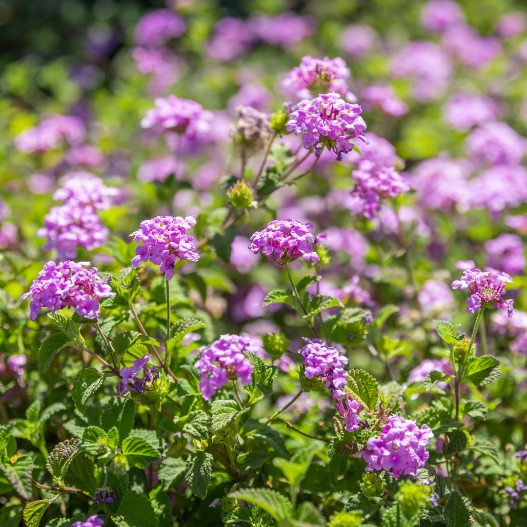 Purple Lantana