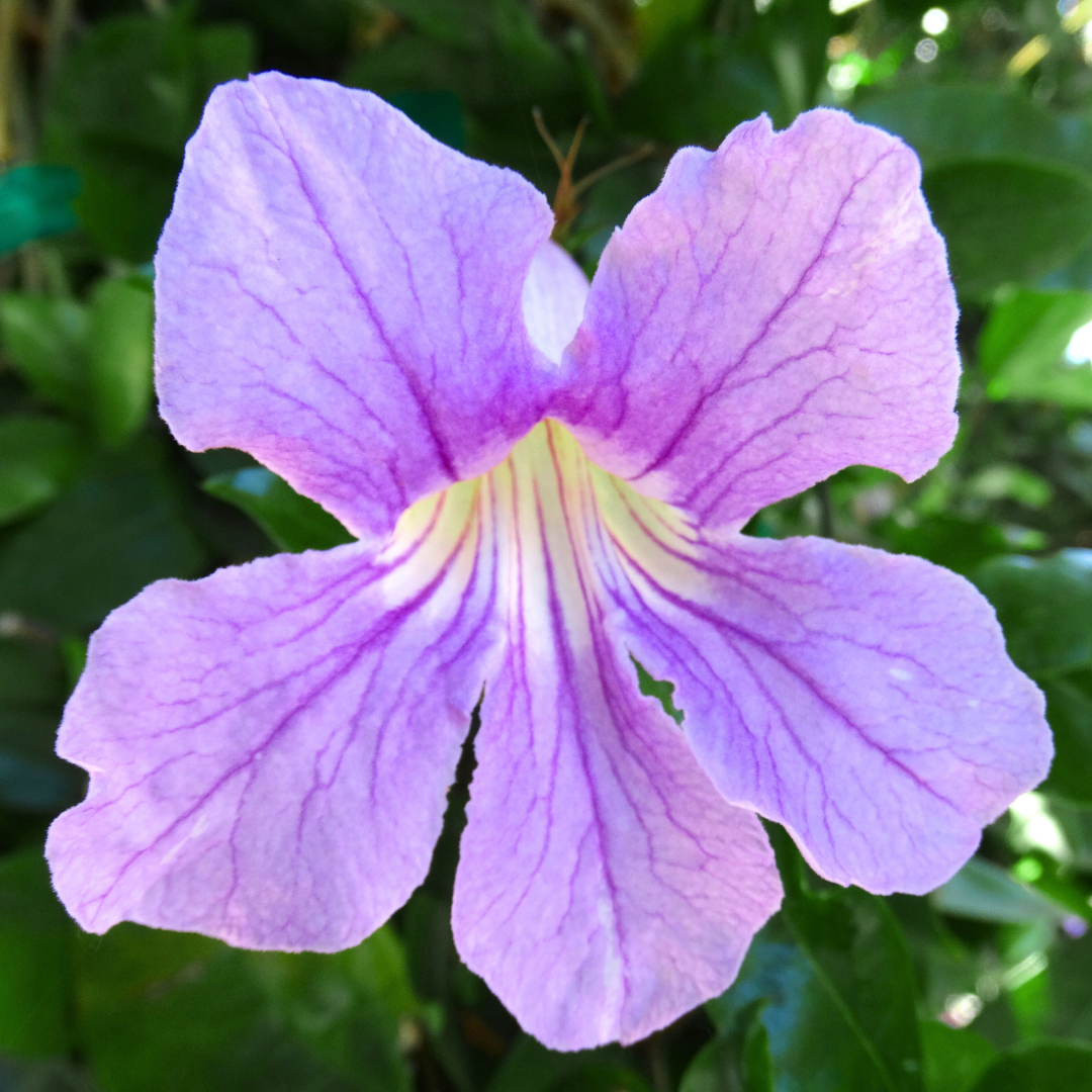 Purple Trumpet