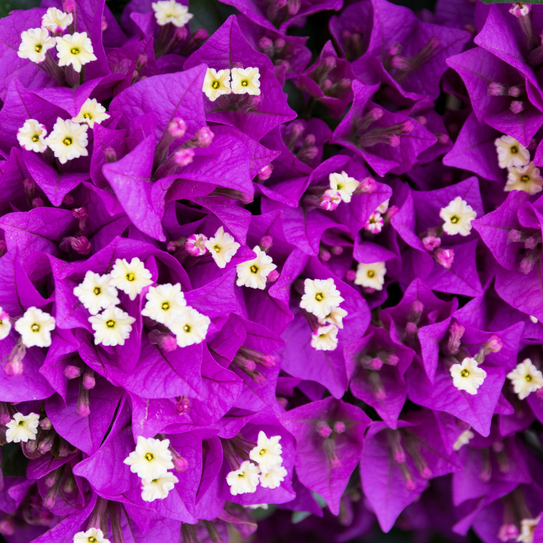 Bougainvillea Purple