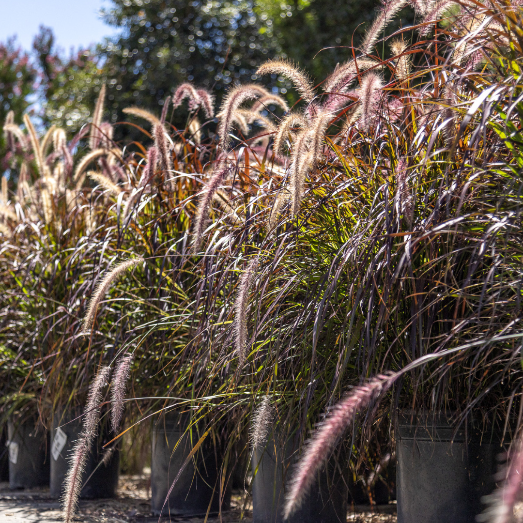 Purple Fountain Grass