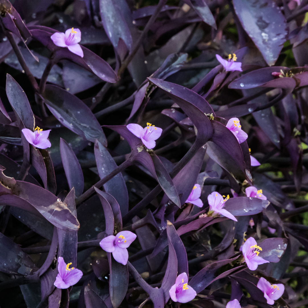 Purple Heart