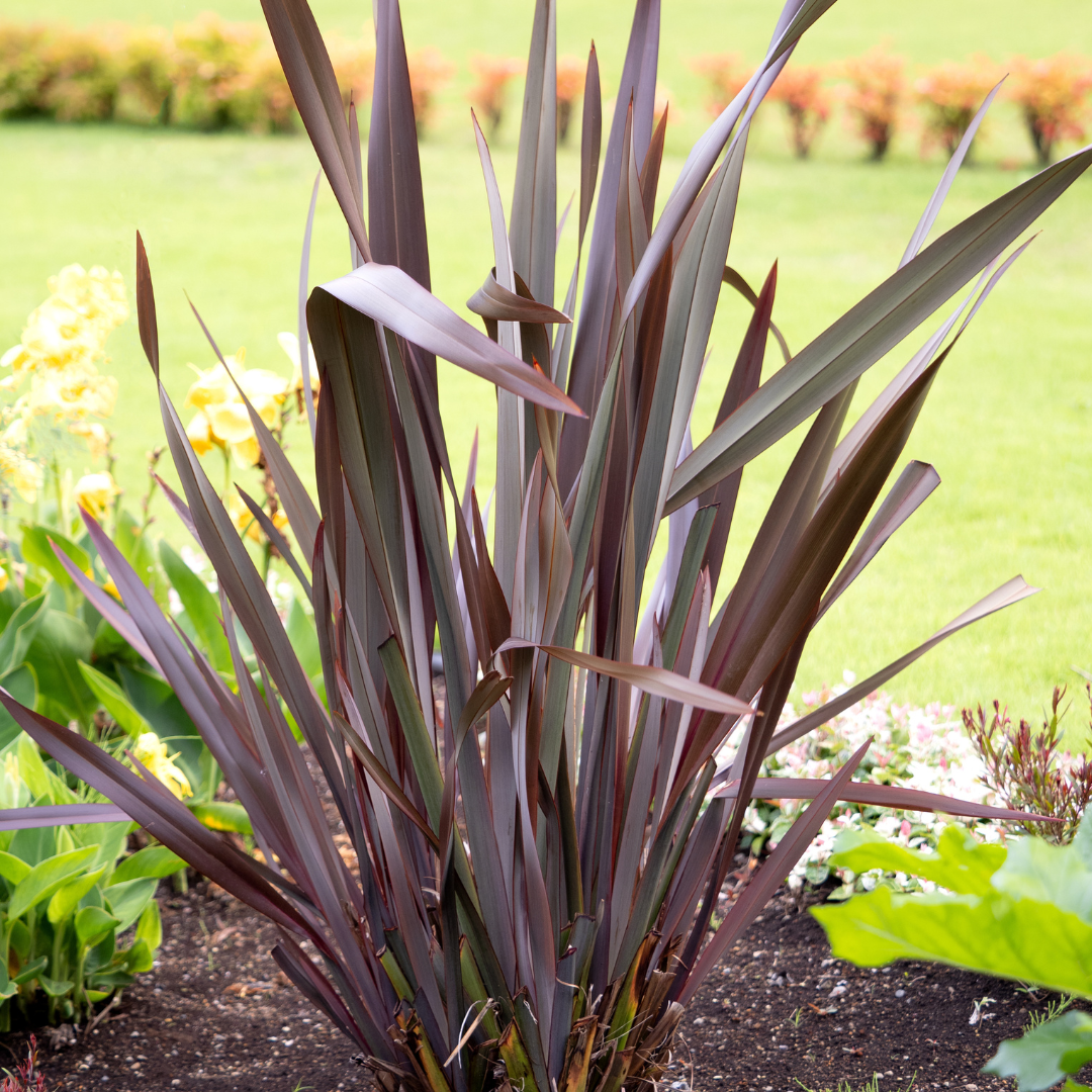 Purple New Zealand Flax