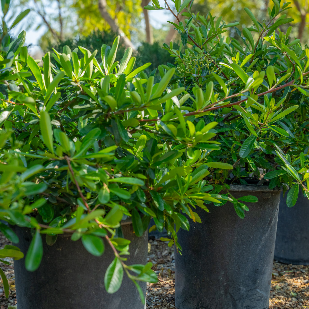 Pyracantha Graber's Firethorn