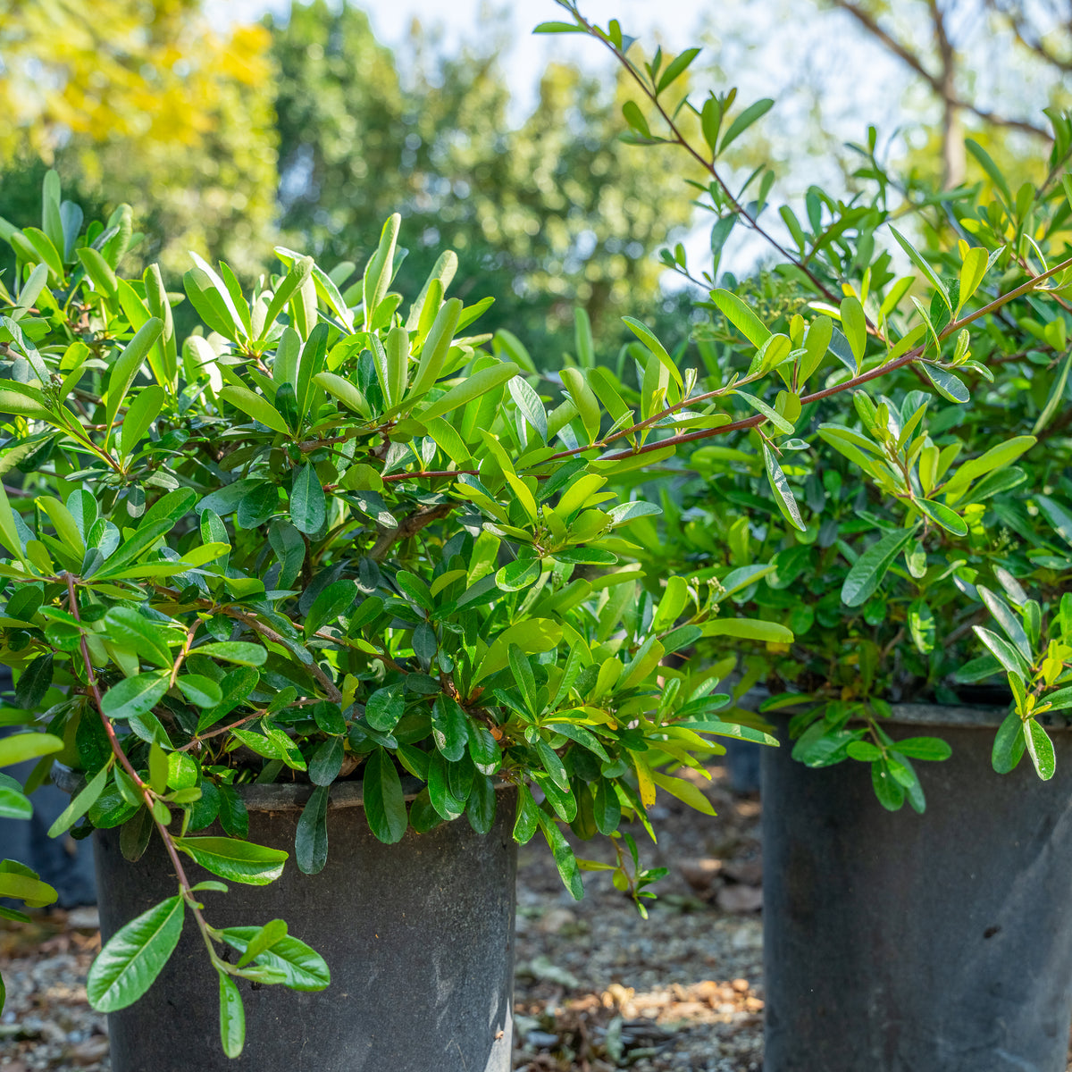 Santa Cruz Pyracantha