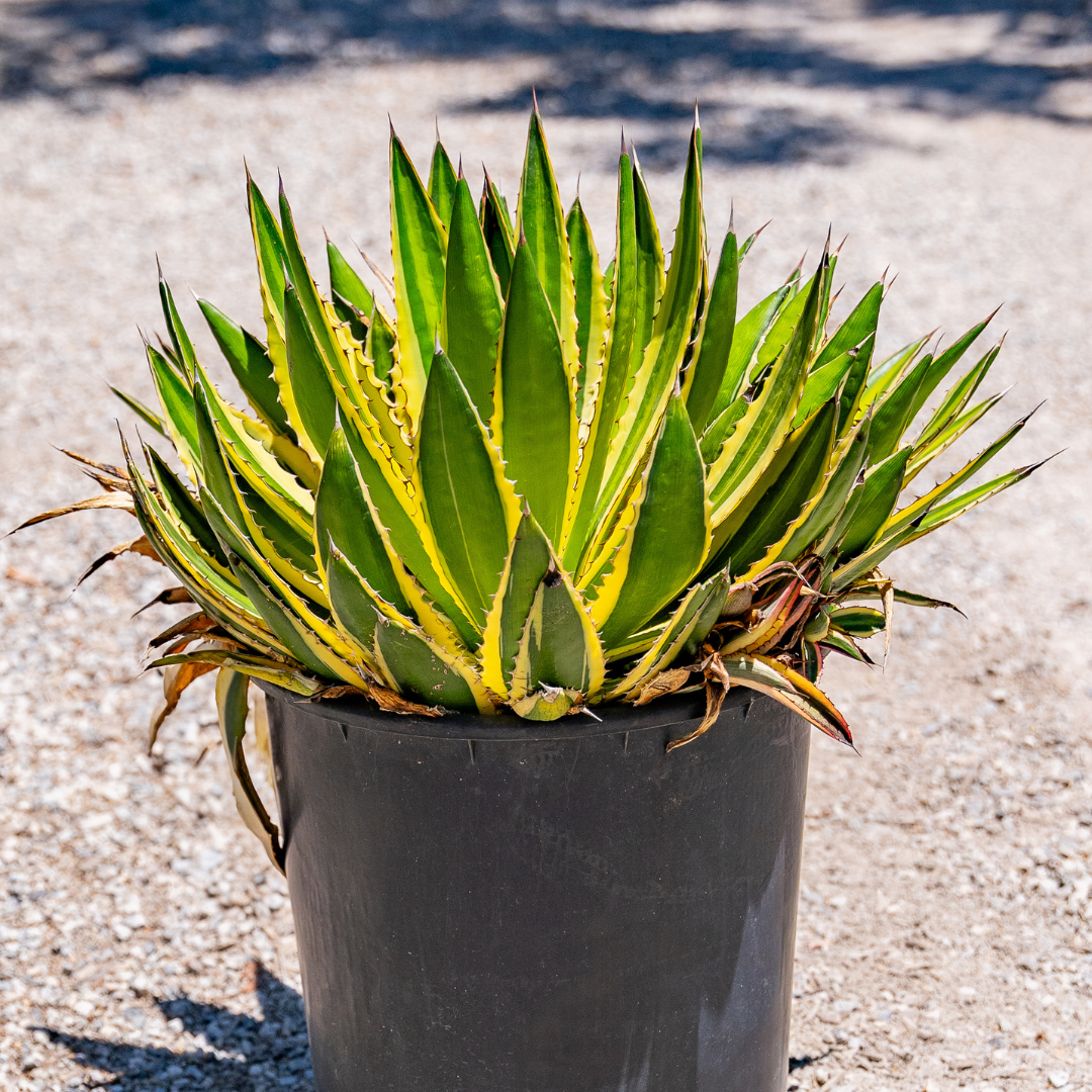 Quadricolor Century Plant