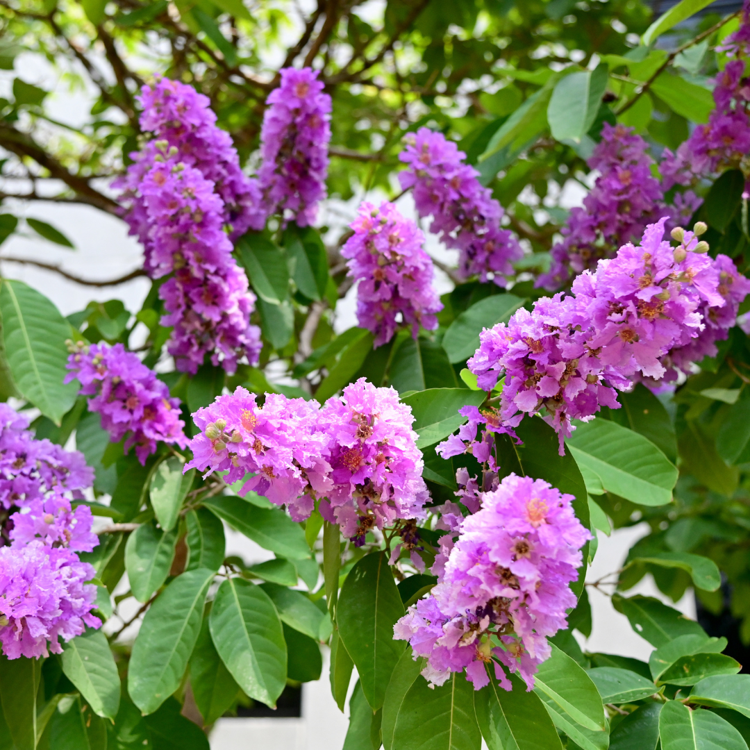 Queen's Crape Myrtle