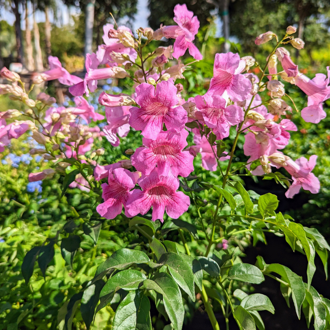 Queen of Sheba Trumpet Vine