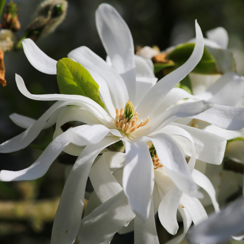 'Royal Star' Magnolia