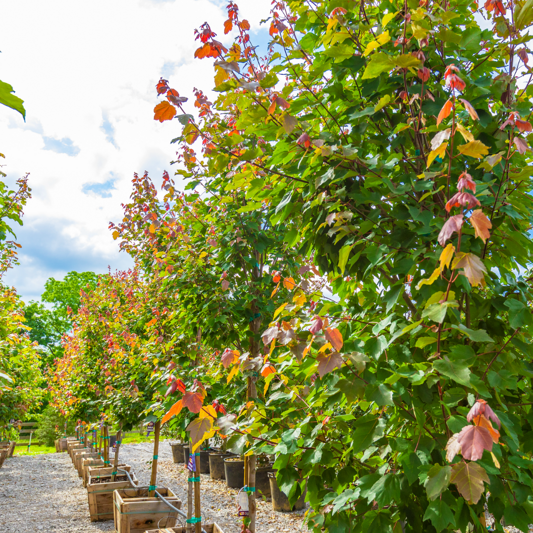 Red Maple 'Autumn Blaze'