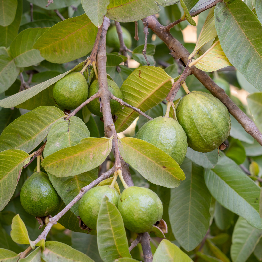 Red Guava Tree