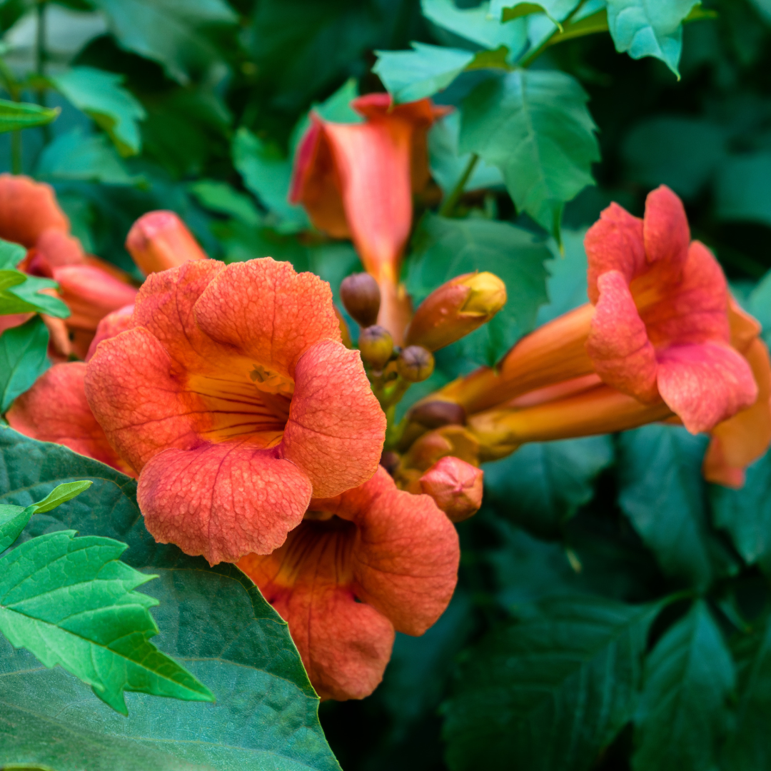 Red Trumpet