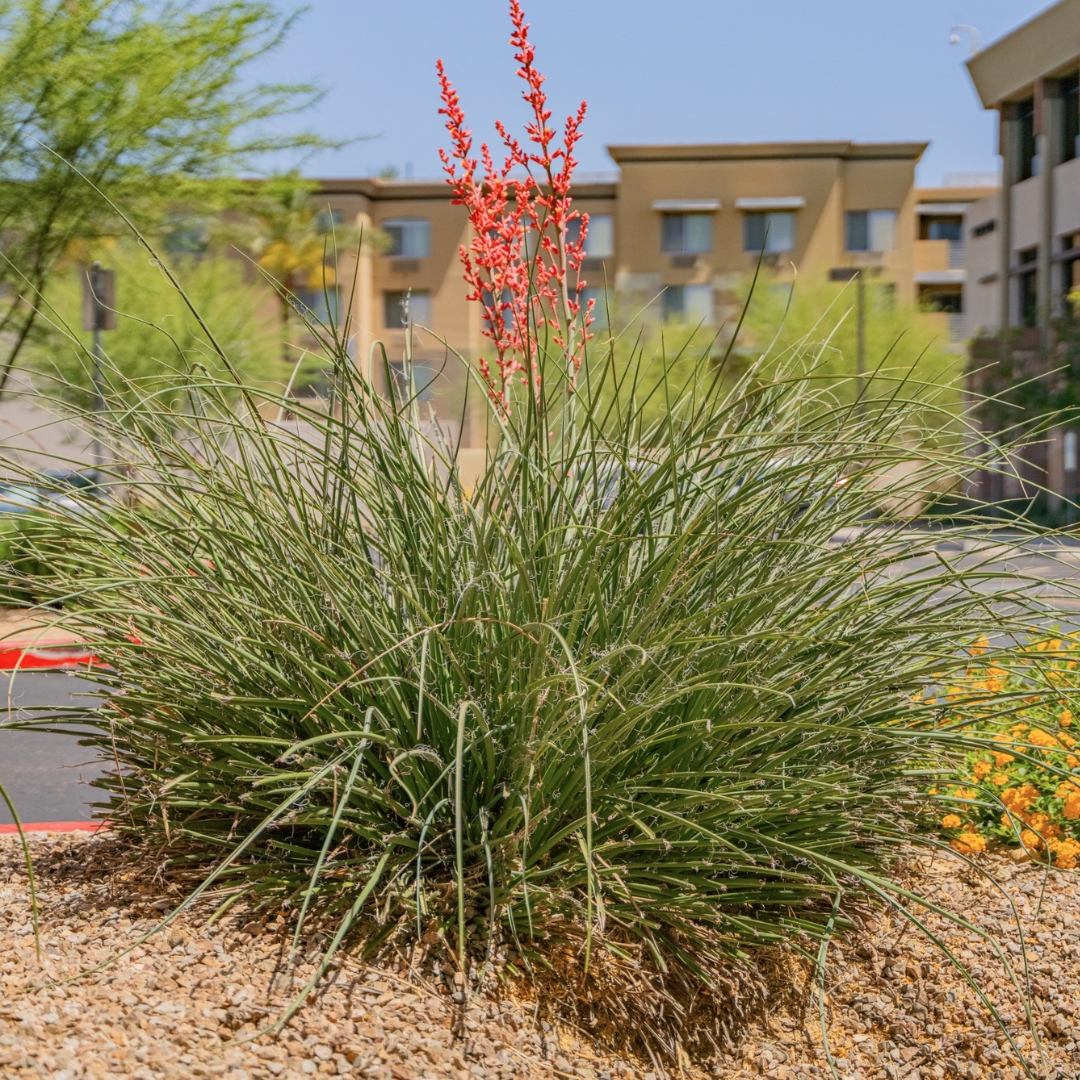 Red Yucca