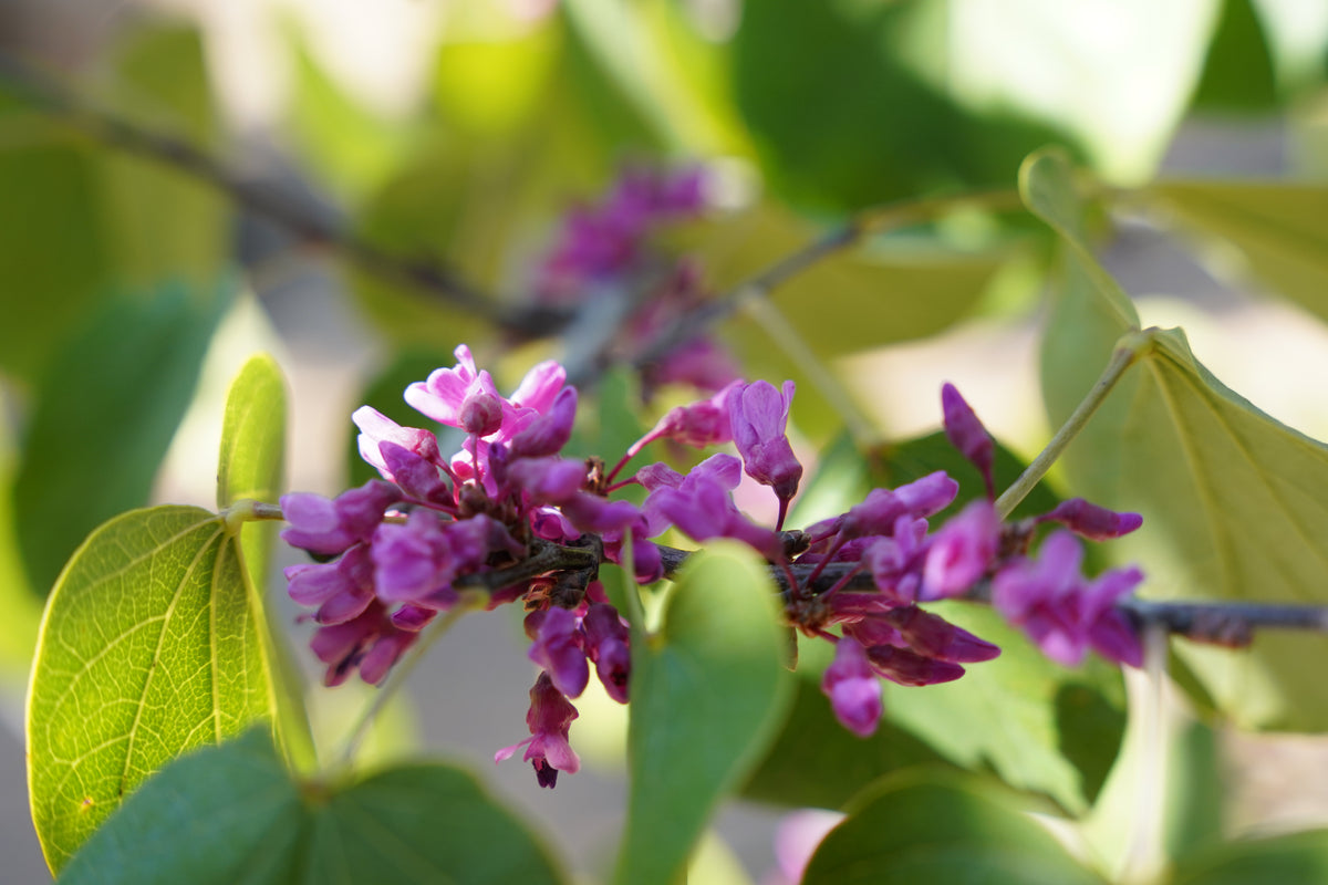 Eastern Redbud