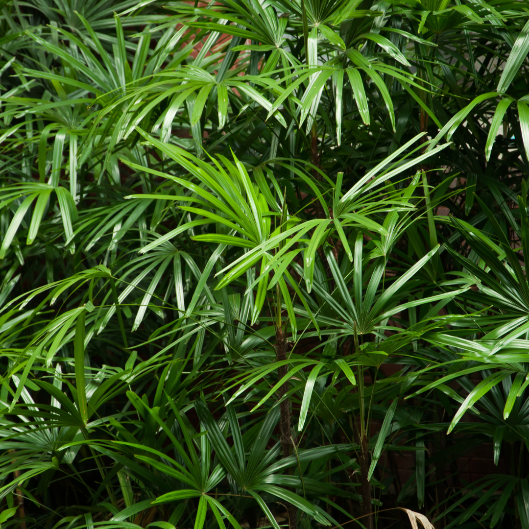 Rhapis Palm