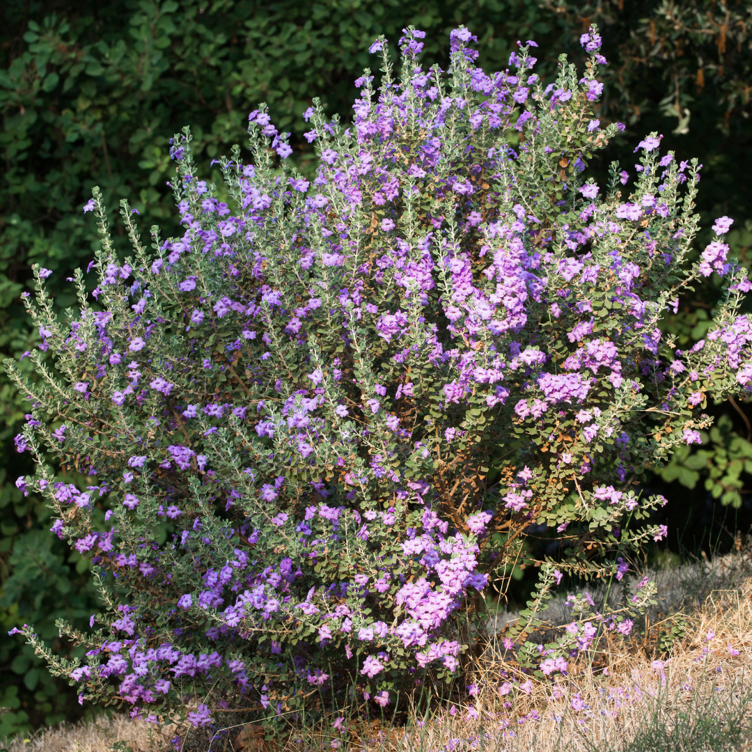 Rio Bravo Sage