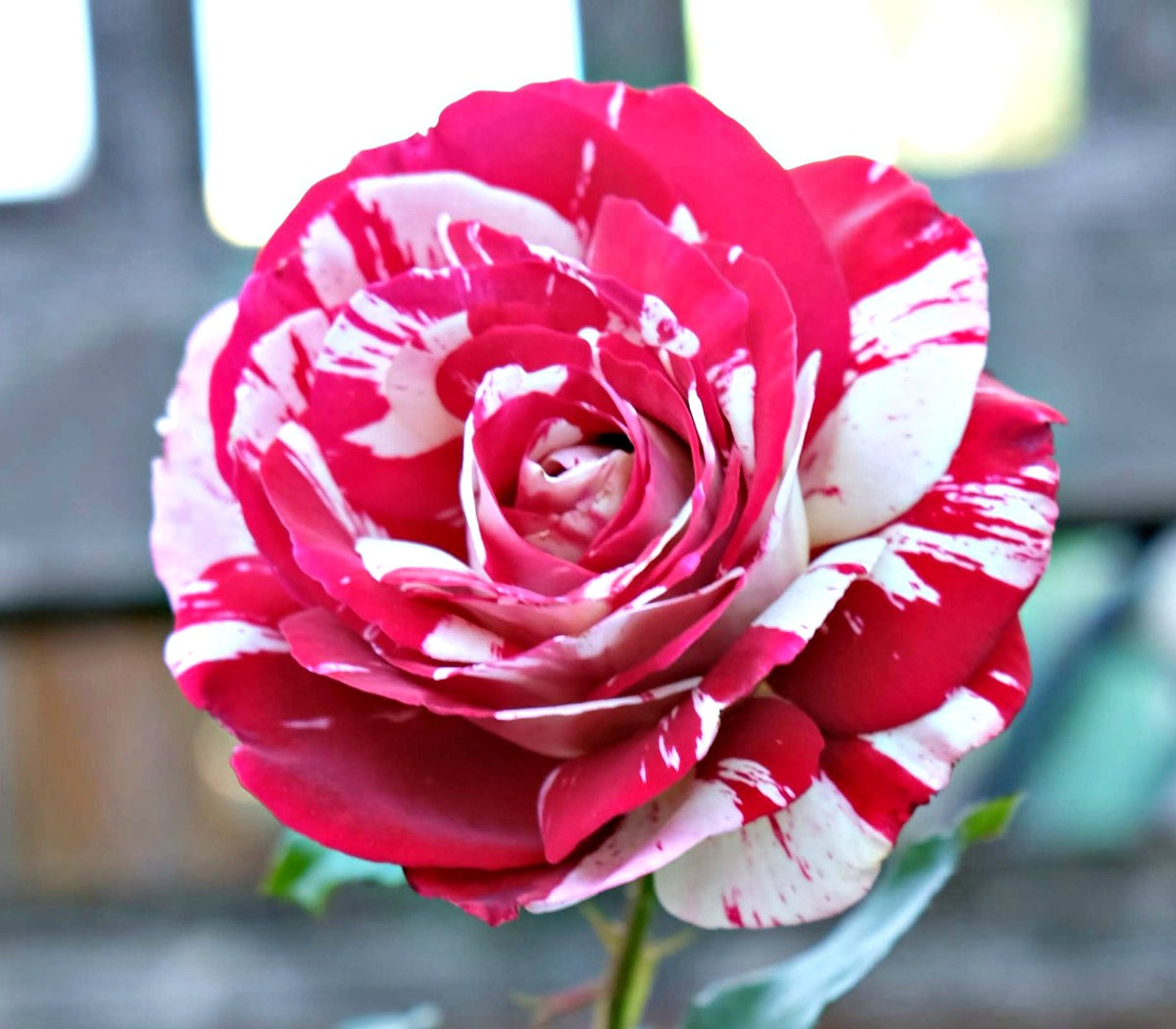 Rock & Roll Rose