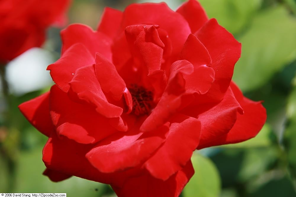 Olympiad Rose