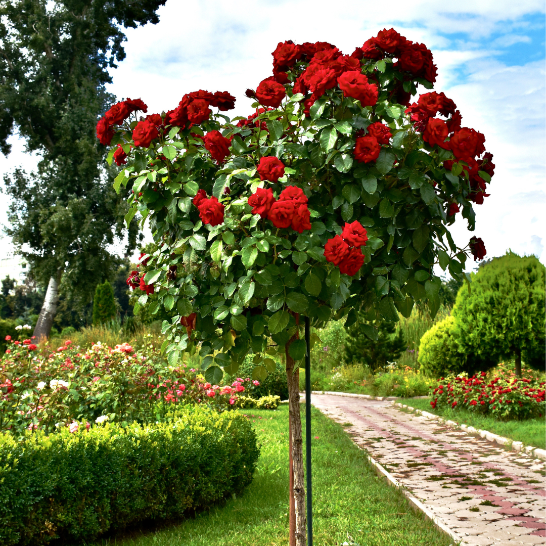 Rose Tree