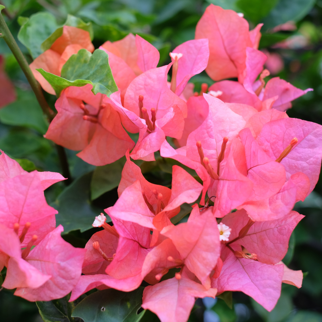 Bougainvillea 'Rosenka'