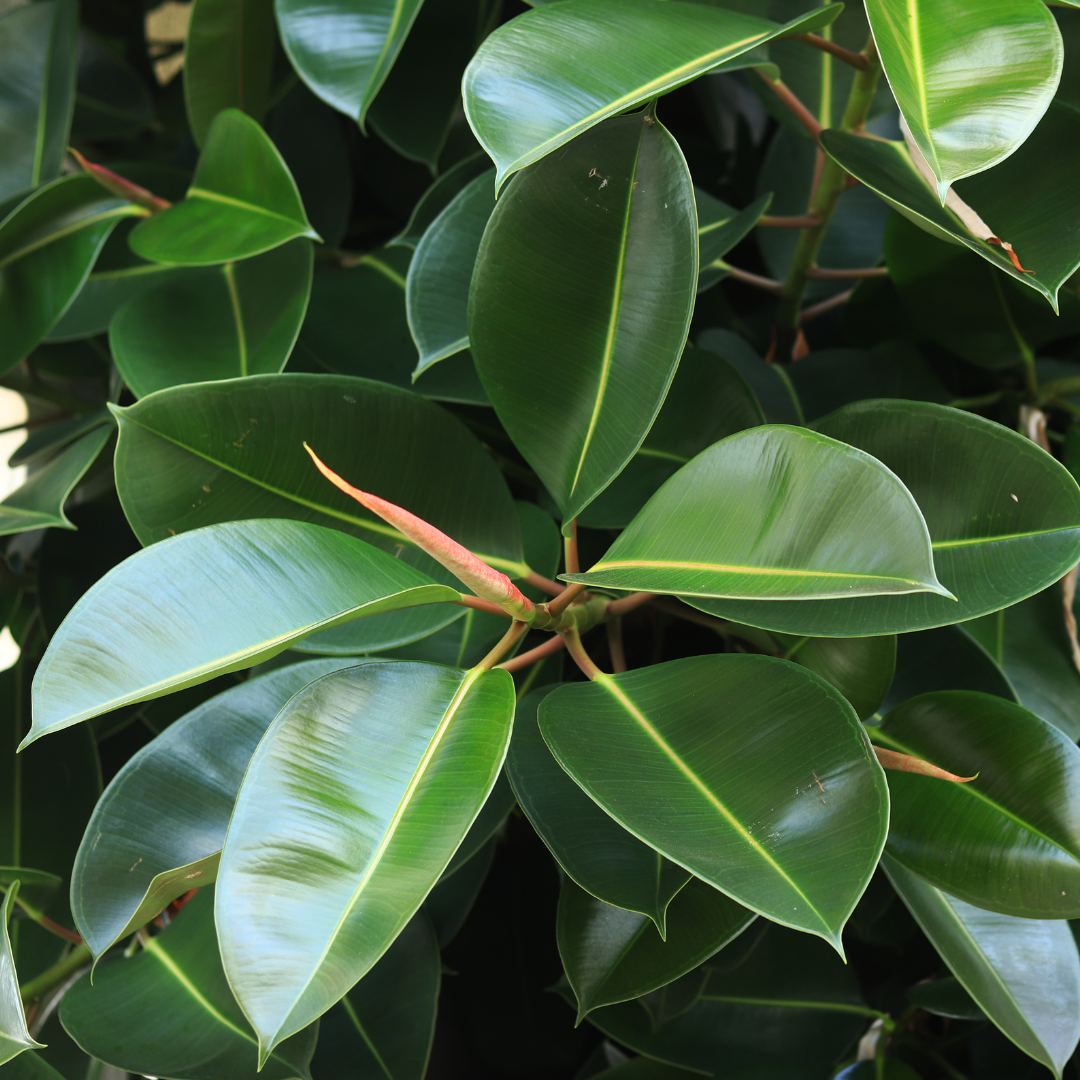 Rubber Plant