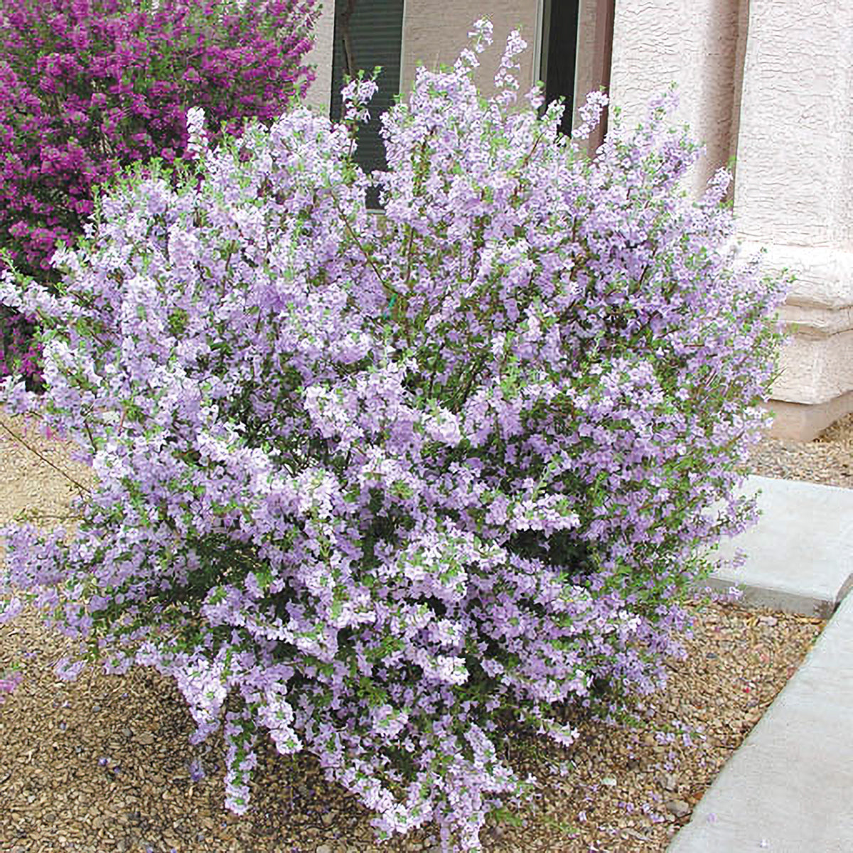 Chihuahuan Sage